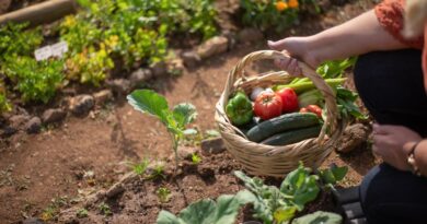 Jak stworzyć własny ogródek warzywny – praktyczne porady